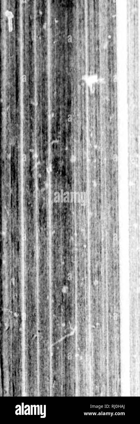 . Check-list degli uccelli del Nord America [microformati]. Gli uccelli; uccelli; Oiseaux; Oiseaux. i.l.l Â Â"se. 144 CHECK-LIST OI'^ uccelli del Nord America. GiNL.s SCOTIAPTEX Swaixson. Scotia/&GT;Swains tc. Classif. 13. II. 1837, 217. Tipo, Slrix cineren G.mel. 370. Scotiaptoz cinerea (Gmel.). Grande Gufo Oray. Strix cinerea Gmel. S. N. I. i. 17S8, 291. Scotiaptex cinerea Swains. Classif. H. II. 1837, 217. }^ 53, ^ 322, R 399, C 474.] Gi;OG. DiST.â¢Arctic America, straggling verso sud in inverno, a sud del New England, New York, New Jersey, Ohio, Illinois, Idaho e la regione settentrionale del Montana. [370(Z.J Scotiaptez: cine Foto Stock