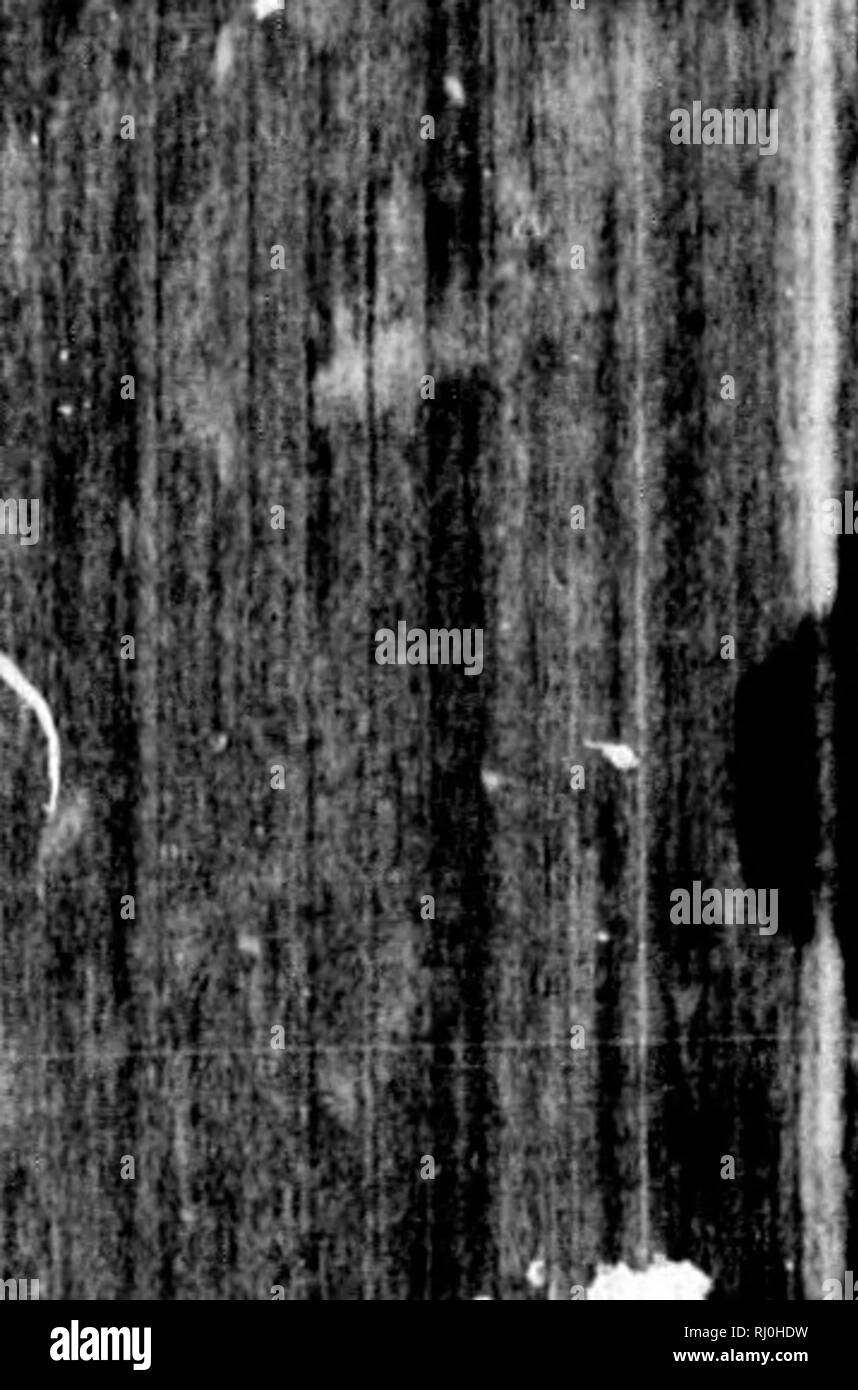 . Check-list degli uccelli del Nord America [microformati]. Gli uccelli; uccelli; Oiseaux; Oiseaux. RAPTORES OliDMR. U3 [B i8, 19, 21, 28 C 354, R 442, C 523.] Gkog. Dist.- Western America del nord, dal Wisconsin, Illinois, Arkansas e Texas per la costa del Pacifico; Nord per le regioni artiche e sud alla Repubblica Argentina. Casual est a Maine e Massa- chusetts. Jireeds per quasi tutto il suo North American gamma. 84::. Buteo latiBsimuB (Wils.). Ilroad-wingotl Hawk. Juj/co latissiniiis Wils. Am. Orn. VI. 1812, 92, pi. 54, fig. i. Buteo latissimiis Shakpe, Cat. B. Brit. Mus. I. Accip. 1874, 193. [B 27, C 355. Foto Stock