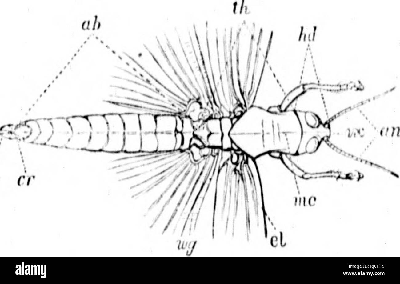 . Sinossi del Acrididae del Nord America [microformati]. Acridiidae; Orthoptera; insetti; AcrididÃ©s; OrthoptÃ¨res; Insectes. Spiegazione di xilografie. Acrulium itmiricaniiiii, Driiiy (Ki;;s. 1 9 anil -',&LT;}.. ].'Ij.". 1.â/(/, ln&GT;iul; III, tlidiiix ; ((/*, atiiloirifii; int, antt'iiiiji."; r.v, v('iti'&GT; me, iiifdiau ciirinii di llio proiiotmii ; (7, elytra; "r/, winy ; (T, t't'iri; o, oviiiositor. H â¢â ¢ â â" ho *r*Â"-. sup Kin.-.â(â /, clyiH'iis ; //(, lahniiii; pi, ]&GT;ali)i; pr, io)roii(ituiii ; cr, coxa ; yW;, ci'Imui': lb, tibia; tr, taisus; pi, iJiilvillus; n&lt;qi, siil);mal Foto Stock