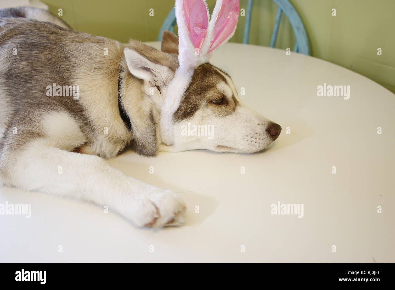 Un po' di cucciolo di Husky che sembra appena egli dipinse alcune uova di Pasqua indossando orecchie di coniglietto.. Foto Stock