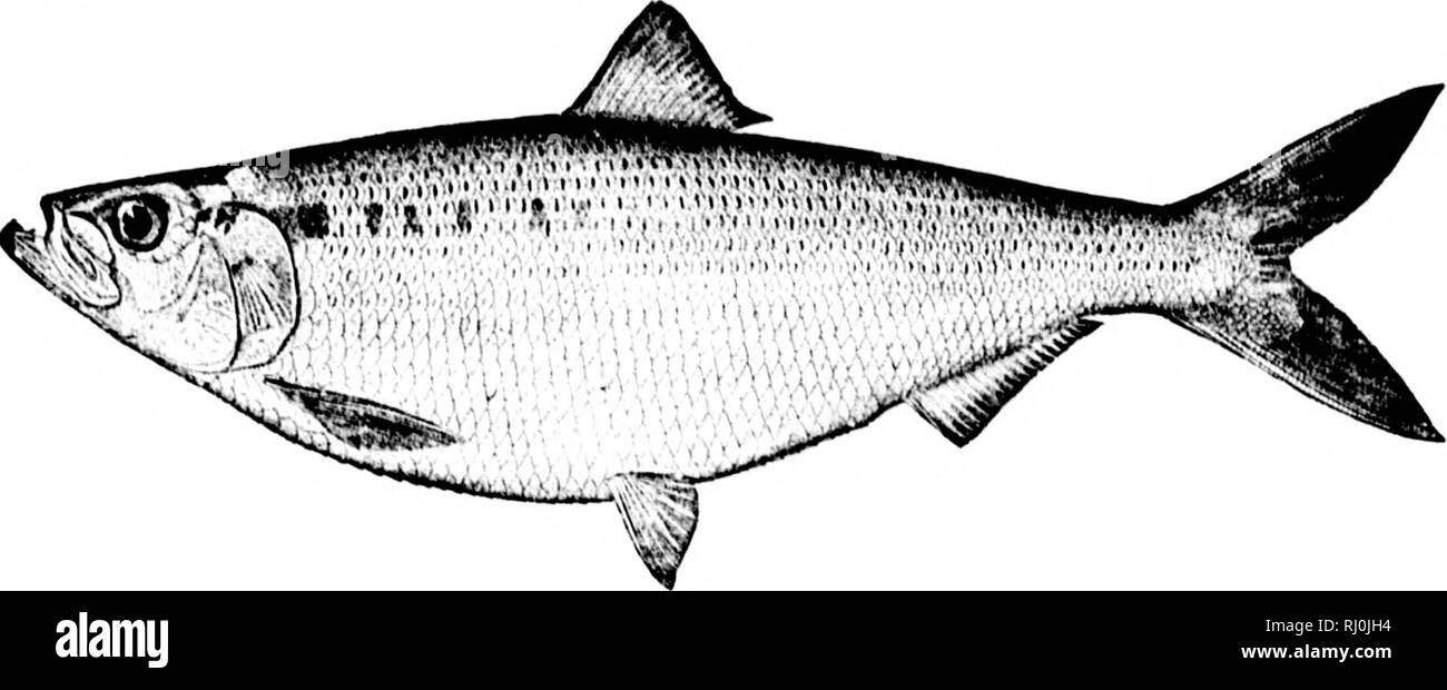 . American pesci [microformati] : un famoso trattato su il gioco e il cibo pesci del Nord America, con particolare riferimento alle abitudini e i metodi di cattura. Pesci; Pesca; Poissons; Pêche sportive. t In H i ,! "Ii I !l 404 AMEKJCAX J'/SJIES. onlinati-cl per l'impulso di rcprixliation whicli (l)riiigs thoni intt) il riir), non è del tutto perduto. Un iVmalc Shad di ccrtaiii Ay^L' è sempre lar.uor rispetto a un maschio di corrc- spomliiiL; fa. Un mi^cncral all'rai,^c per entrambi i sessi lungo tutta la costa sarebbe circa quattro libbre, gli estremi per i maschi-essendo da uno e mezzo a sei libbre e per fe Foto Stock