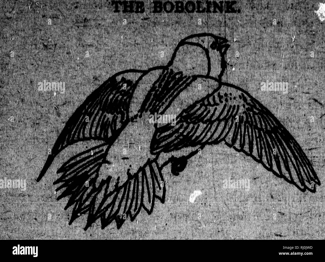 . Bird Studies [microformati] : seconda serie. Ornitologia; ornitologia; Ornithologie; Ornithologie. Appeasance : Zengih, sette pollici, poco larcger; rispetto all'inglese sparrow. Cdours, maschio. Nella primavera del piumaggio nero con luce patch ytMow od collo superiore, anche su ^ges o ali spruzzato con il bianco. Metà del dorso striato con un pallido- buff. Piume di coda j^dnted. In autunno^ giallo opaco marrone, splpshed con luce e dUrk sul retro, ali e la coda. Due deciso darH snipes sulla sommità tft la testa. Femmina, stesso come maschio è ia l'autunno. Eangip : America del Nord dalla costa orientale di praterie occidentali. In earl Foto Stock