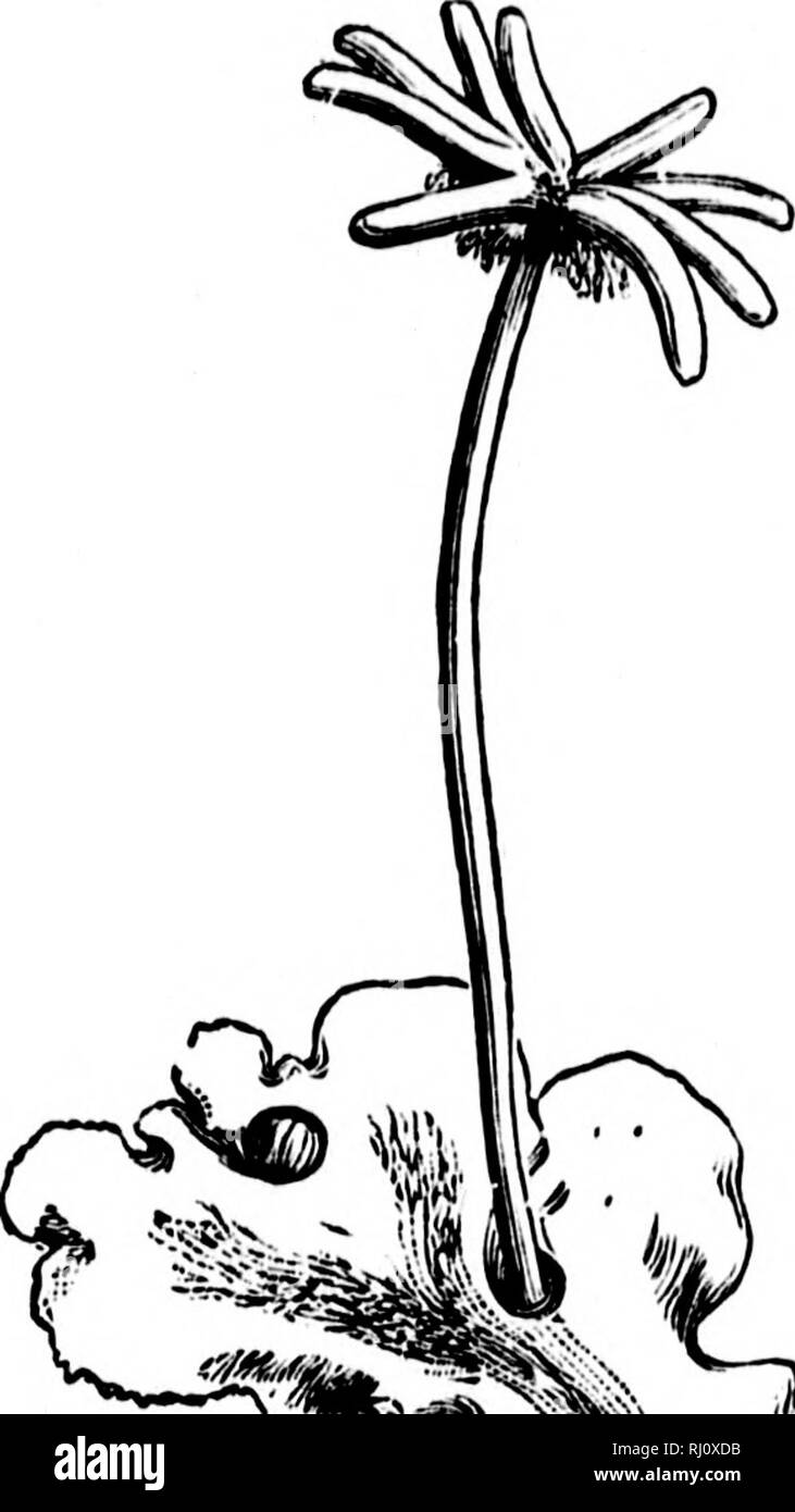 . Gli elementi strutturali di botanica [microformati] : con particolare riferimento allo studio delle piante canadese : a cui è stata aggiunta una selezione delle prove d'esame. Anatomia vegetale; botanica; Botanique; Botanique. Â '! J La In :s sono li sono )f !rs di Lt suo ì ronto lit di )minerali, Itij^'il formato. KXAMIXATION DI LIVKKWORT. 195 praticamente come in muschi, sebbene in Marcliantia la levetta della capsula è molto breve, e il tutto è circondato Iiy una guaina allentati che cresce fino a partire dalla base e alla lunghezza racchiude completamente. Le spore su germinando sviluppare in pianta-organismi come abbiamo Foto Stock