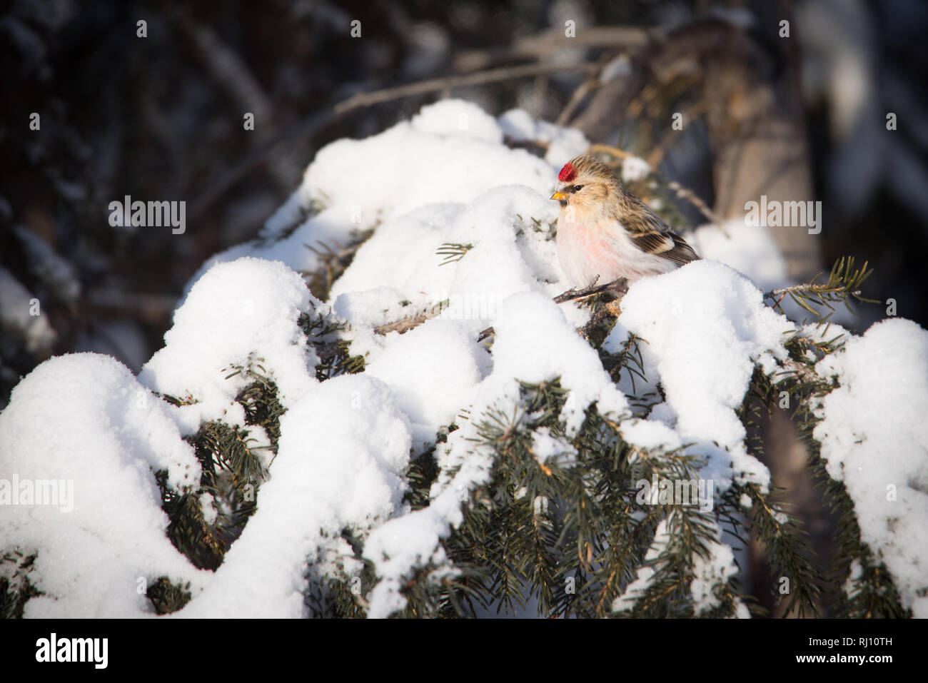 Un annoso aka redpoll artico della sottospecie Hornemans appollaiato su un albero di pino in Yellowknife, Northwest Territories, Canada. Foto Stock