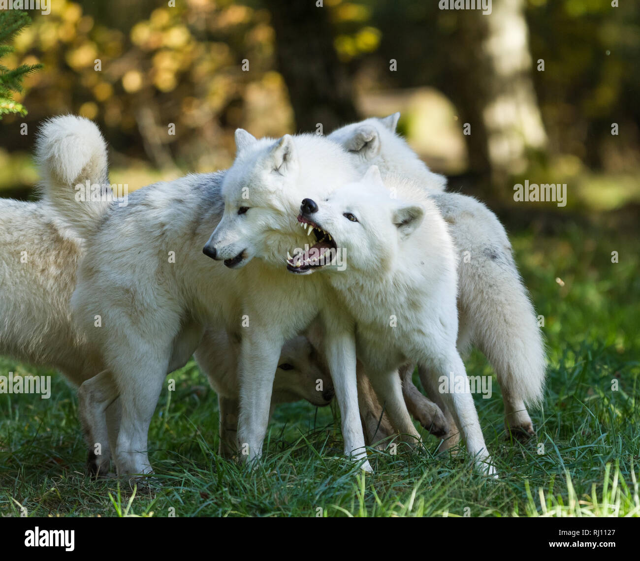 Artic Wolf nella foresta Foto Stock