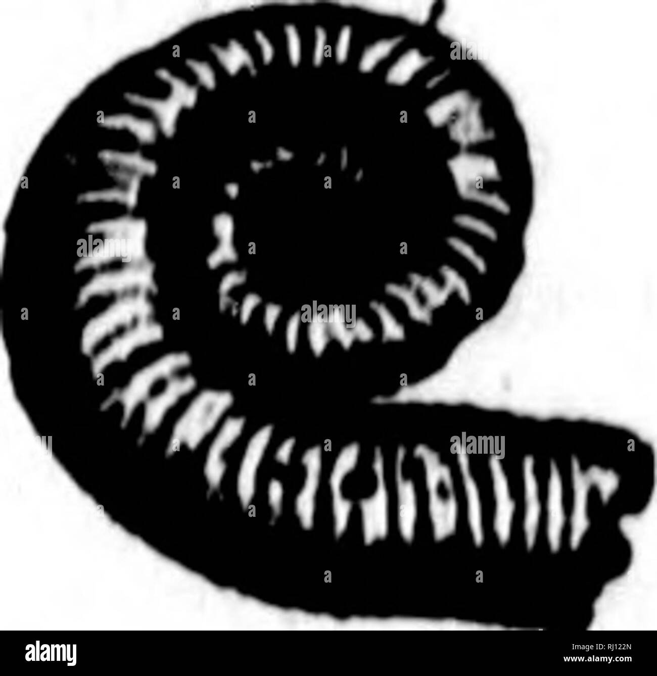 . North American geologia e paleontologia per l'uso di dilettanti, studenti e scienziati [microformati]. Paleontologia; Paleontologia, Geologia; Paléontologie; Paléontologie; Géologie. KlO. 9I:i.-Krolltlius eiiiiiKltinHl.H. linenris. Hall, 1847, I'ia. N. Y., vol. 1, p. '-', Potsdam Gr. veriicalis. Hall, 1852, Pal. N. Y., vol. 2, p. 6, Medina arenaria. tui)ero8U8, Miller iSi Dyer, 1878, cont. per Pal. No. 2, p. 5, Hu<l. Riv. Gr. woodi, Whitfield, 1880, Ann. Sost. (ieo. Sur. Wis., p. 45, Potsdam Gr. Il SERT)ula, lAaniiniti, 1758, sist. Nat., 10th ed. pag. 786. [Ety. serpo, crteep.] tubo cal- careo Foto Stock