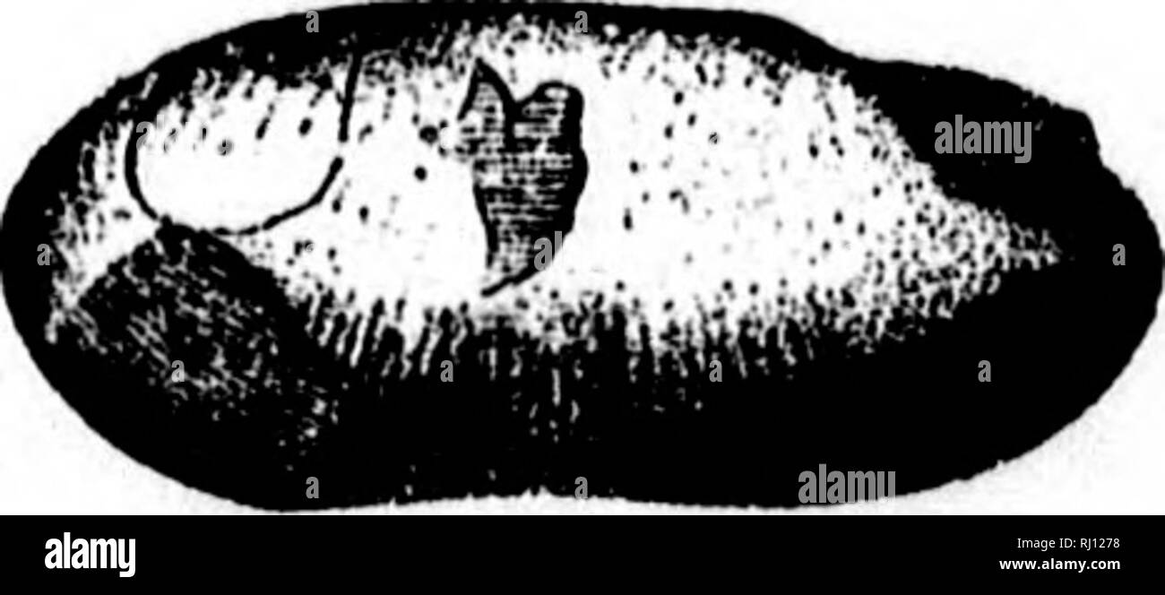 . North American geologia e paleontologia per l'uso di dilettanti, studenti e scienziati [microformati]. Paleontologia; Paleontologia, Geologia; Paléontologie; Paléontologie; Géologie. Via. 920.--Sedgwlckia topekensis. topekensis, Shuraard 1858 (Leptodomus topekaensis,) Trans. San Luigi Acad. Sci., vol. 1, p. 208, e Pal. Fino. Mo., p. 40, Carbone Meas. Solemya, Lamarck, 1818, Hist. Nat. Un. sans Vert., vol. 5. Vedere Solenomya-il cor- retto scritto, utilizzato per la prima volta da Menke 1828, Syn. Metli. Modifica. SoLEN, Linniieus, 1758, sist. Nat., 10th ed. [Ety. Solen, un tubo o una tubazione.] Shell molto lunga; subcylindri Foto Stock