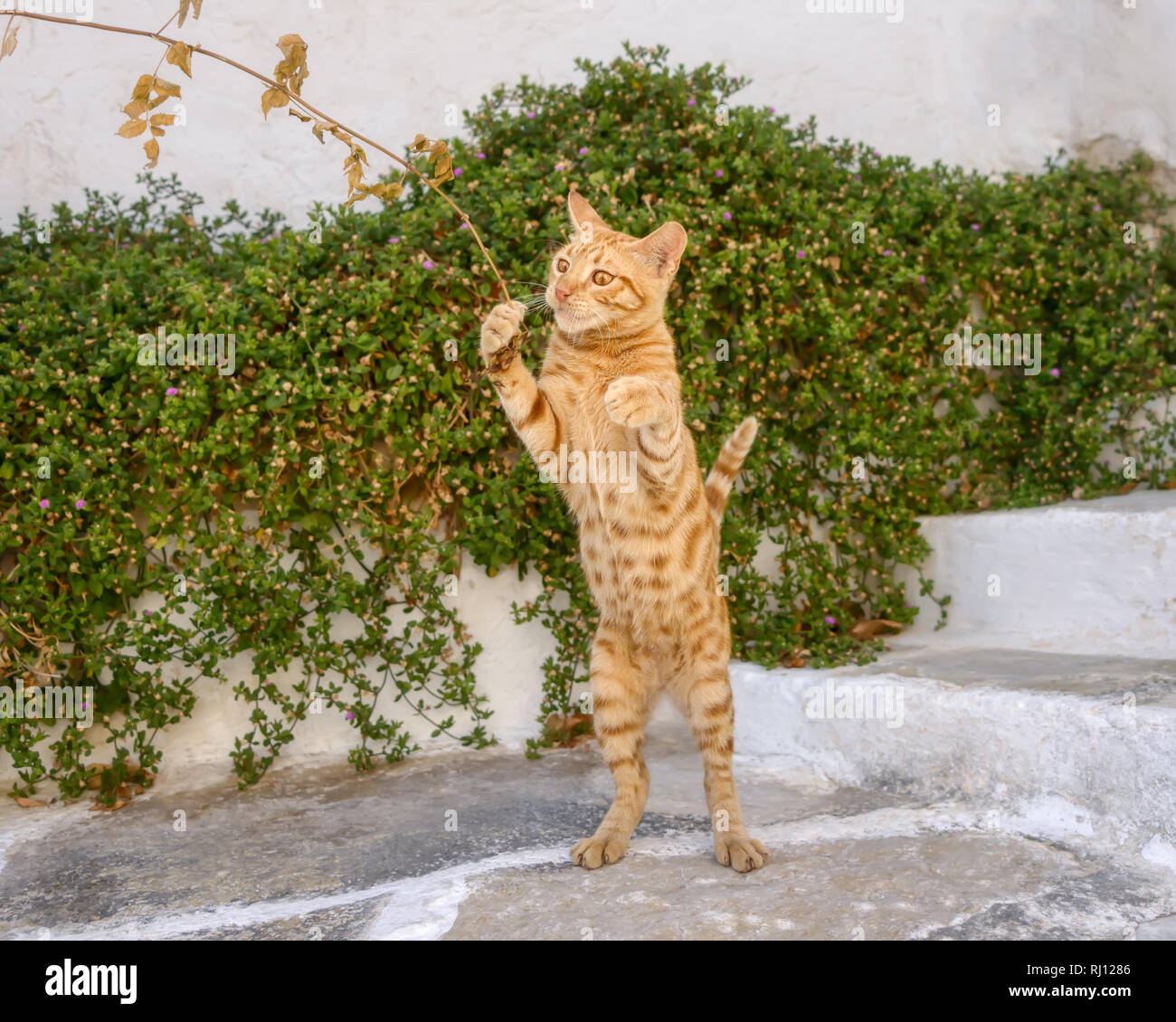 Funny gattino, orange tabby a pelo corto, giocando con un ramoscello, in piedi sulle zampe posteriori, isola del Mar Egeo, Grecia Foto Stock