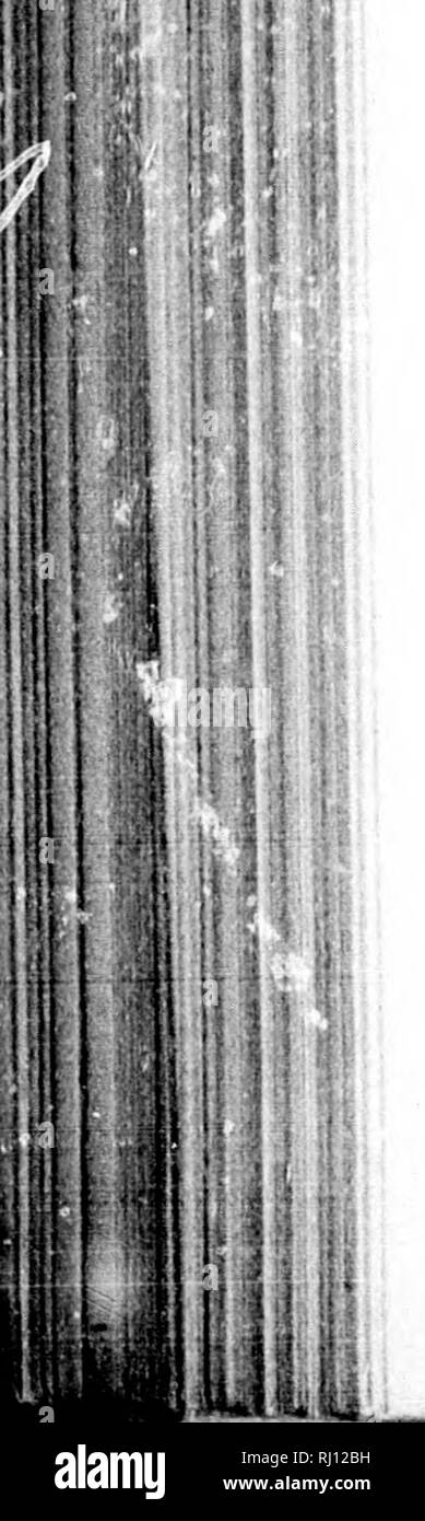 . Relazione sui lavori del Stati Uniti spedizione al Lady Franklin Bay, Grinnell Land [microformati] . Maree; meteorologia; meteorologia; Zoologia e botanica; il magnetismo terrestre; Astronomia; Astronomia; gravità; MarÃÂ©es; MÃÂ©tÃÂ©orologie; ; ; ; ; ; ; . 310 LA SIGNORA FttANKLIN BAY EXPEDITION. :&Gt;â ¢ .,' è da notare dalla tabella CVII, che calma ha prevalso in oltre un terzo delle osservazioni. Oriente venti erano più frequenti, e questi, combinati con quelli di NE. e se., ha prevalso in corrispondenza di un terzo delle osservazioni o come spesso come tutti i cinque altri venti. Vento da W e NW, Foto Stock
