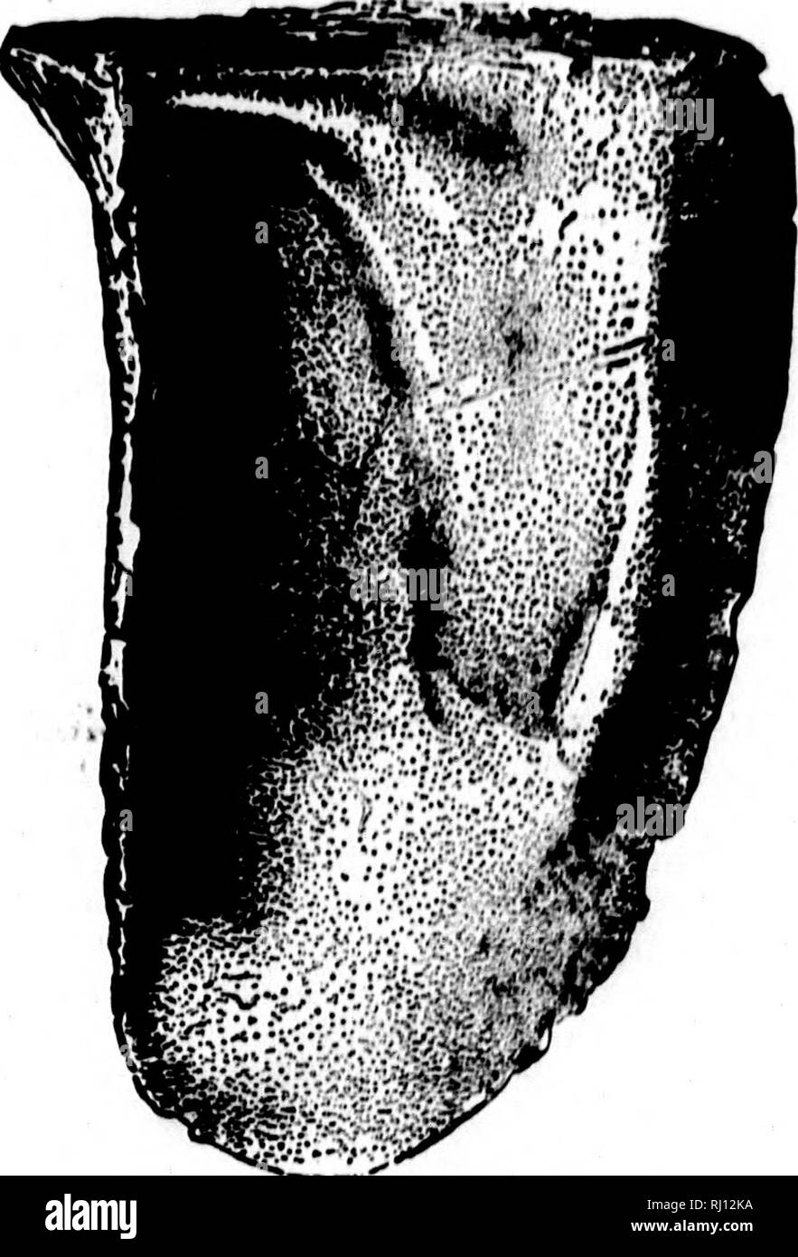 . North American geologia e paleontologia per l'uso di dilettanti, studenti e scienziati [microformati]. Paleontologia; Paleontologia, Geologia; PalÃ©ontologie; PalÃ©ontologie; GÃ©ologie. Vio. 860.â.Myalliiit roaurviniHtrlN, stludovlci, Worthen, 1873, Geo, Hur. 111., vol. 5, p. 540, San LouIb Gr. swallovi, McChesney hanno, I860, nuovo Pal. Ho''ohh., p. 57, e Geo. Sur. Ill, vol. 2, p. 341, Carbone MeaB.. Fig. S61.âMyallna â ubquudmttt. Mytilakca, Hall, 1870, Prelim. Avviso Lam. Conchiglie, p. 19. [Ety. da due gen- ser MytiluK e Aica.] Eqiiivalve, in- equilatera, mytiliform; beaas terminale; hnige shor Foto Stock