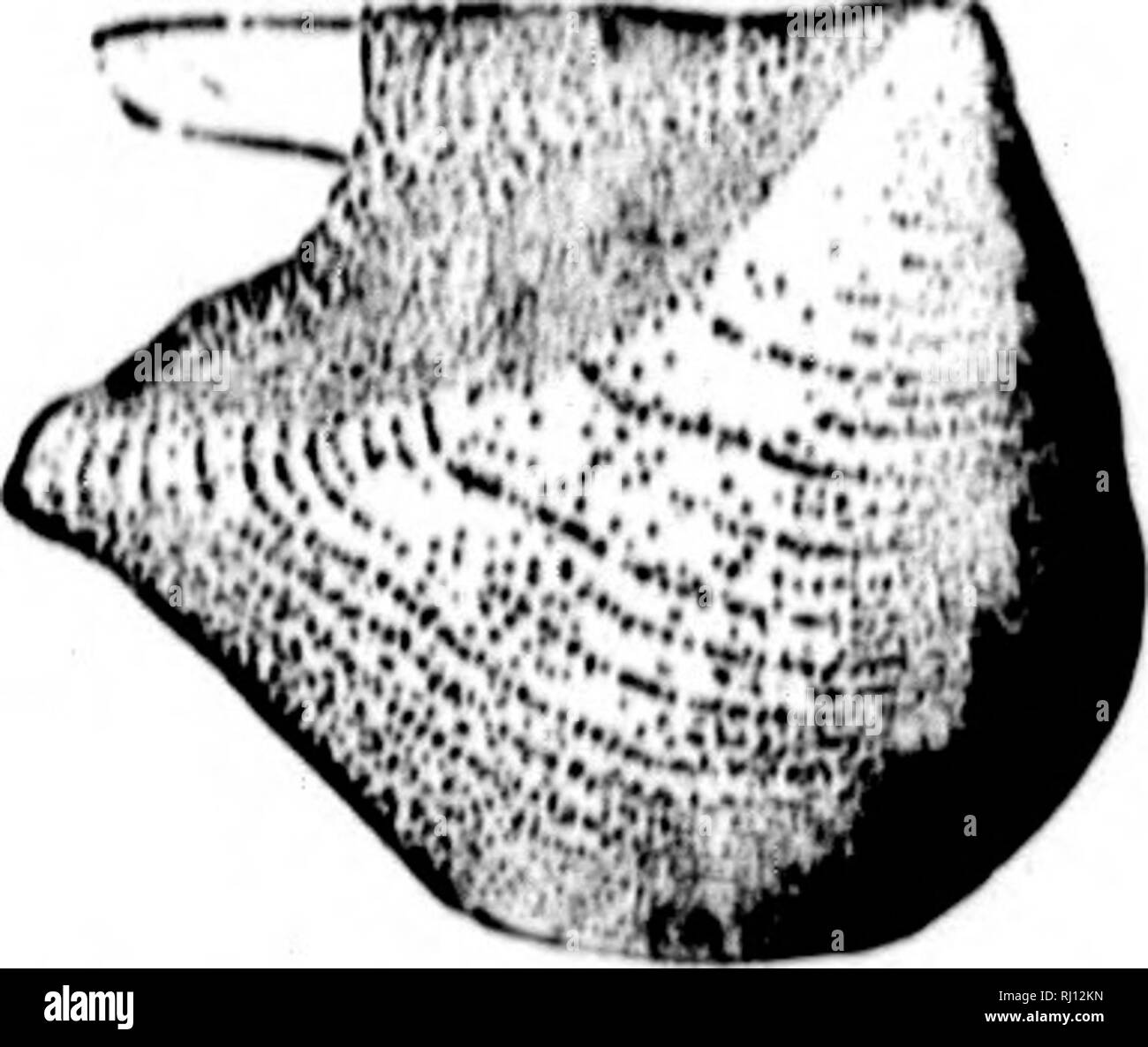 . North American geologia e paleontologia per l'uso di dilettanti, studenti e scienziati [microformati]. Paleontologia; Paleontologia, Geologia; Paléontologie; Paléontologie; Géologie. 492 LAMEI.UBRANCHIA TA. [MON.- IVA cymbula, ilflll, 1870, Prelim. Avviso l'^^r^. teriorly, arrotondato nella parte anteriore, subuquivalvc, entrambi valvt'B convessa; pOBterior ^u,^ snello, prodotte, anteriore una nervatura^.litc o aspirato nuovamente tra il b"Hk in " profonda lunule; nessun bysral emajKinaiidn, ma un po' schiusi nel lunule: um. cular impreeslons debole; il Cardinale iinu stretta, con pochi caiiiliiuc longitudinale solchi; edentulo cerniera Foto Stock