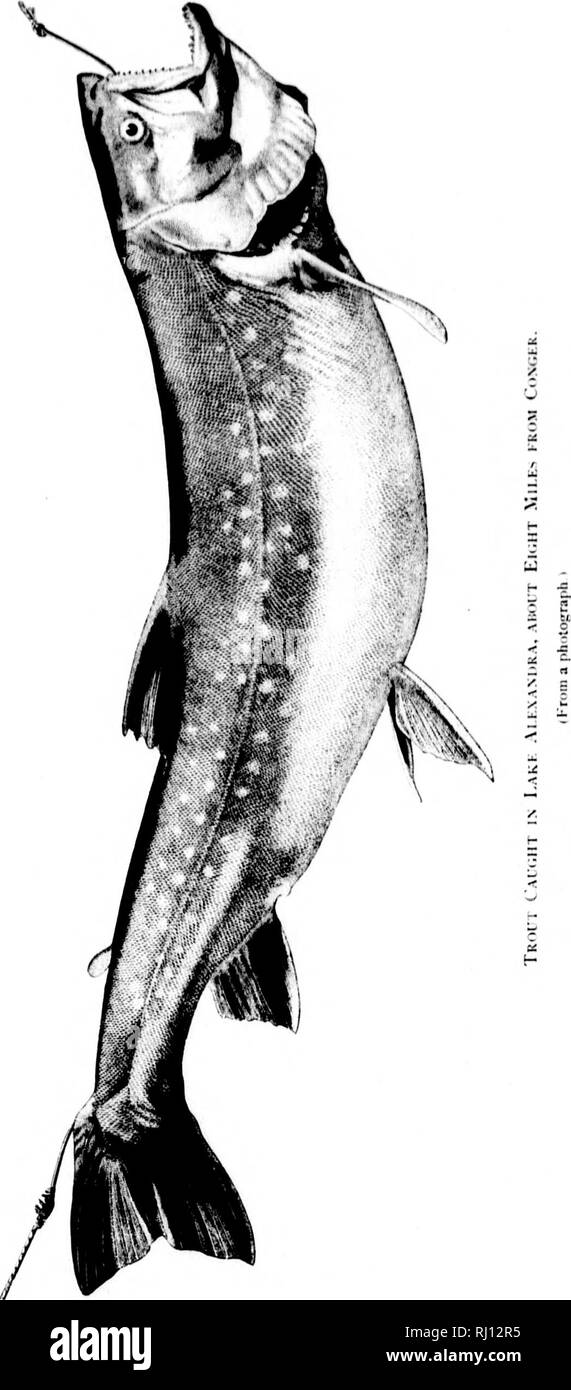 . Relazione sui lavori del Stati Uniti spedizione al Lady Franklin Bay, Grinnell Land [microformati] . Maree; meteorologia; meteorologia; Zoologia e botanica; il magnetismo terrestre; Astronomia; Astronomia; gravità; Marées; Météorologie; ; ; ; ; ; ; . U i. Si prega di notare che queste immagini vengono estratte dalla pagina sottoposta a scansione di immagini che possono essere state migliorate digitalmente per la leggibilità - Colorazione e aspetto di queste illustrazioni potrebbero non perfettamente assomigliano al lavoro originale. Greely, A. W. (Adolphus Washington), 1844-1935; riserve. Washington : G. P. O. Foto Stock