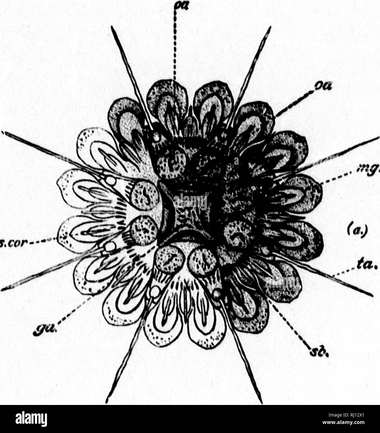 . Relazione sui lavori del Stati Uniti spedizione al Lady Franklin Bay, Grinnell Land [microformati] . Maree; meteorologia; meteorologia; Zoologia e botanica; il magnetismo terrestre; Astronomia; Astronomia; gravità; Marées; Météorologie; ; ; ; ; ; ; . Il Udy Franklin KxpcdiUuu fieno, Vul. II. Piastra I. ,. mg.lfi. J^g.L tiisnnt  "^jli ta... Si prega di notare che queste immagini vengono estratte dalla pagina sottoposta a scansione di immagini che possono essere state migliorate digitalmente per la leggibilità - Colorazione e aspetto di queste illustrazioni potrebbero non perfettamente assomigliano al lavoro originale. Greely, A. W. (Adolphus Washington), 18 Foto Stock