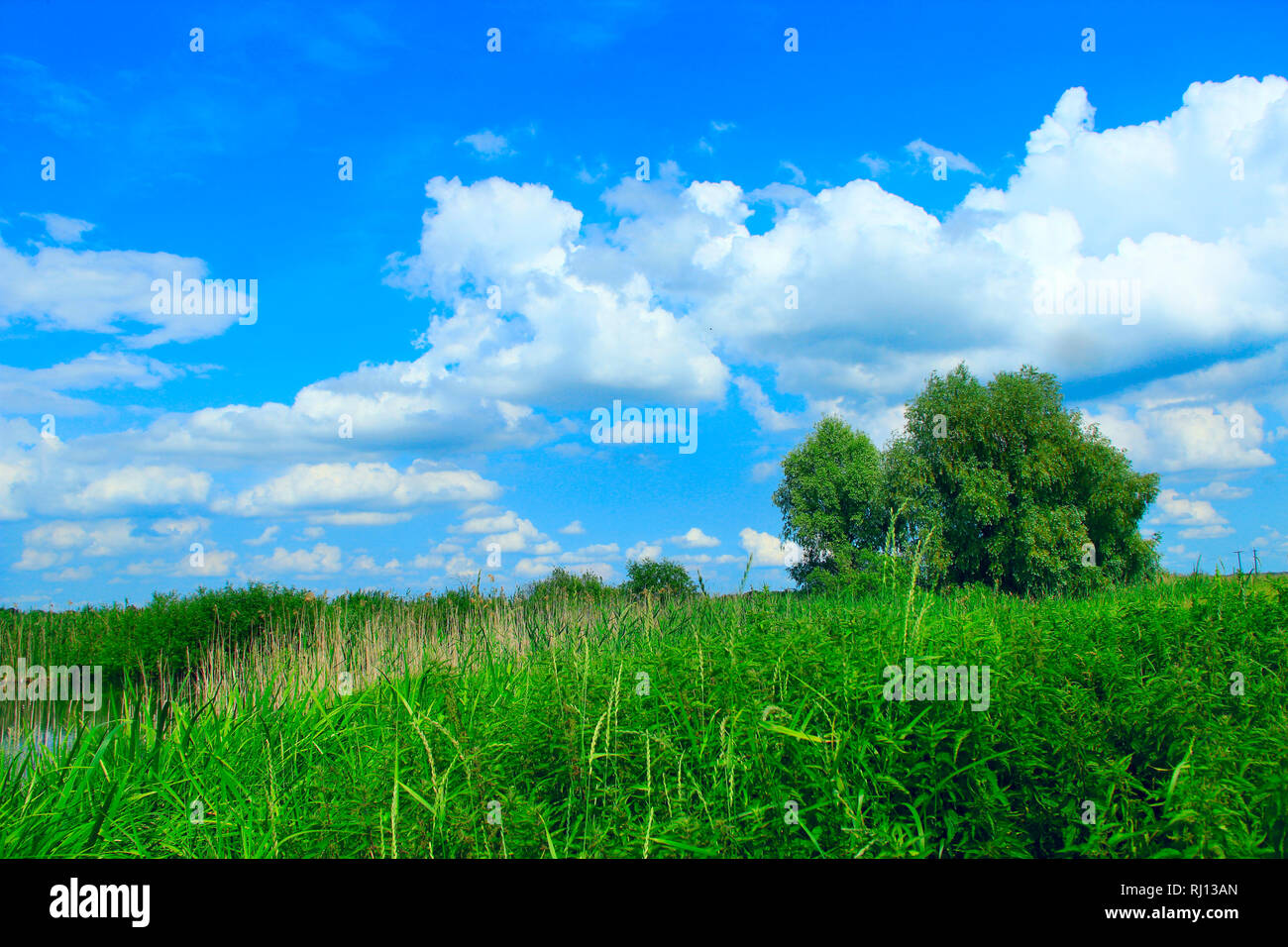 Paesaggio estivo con campo rurale e nuvole bianche sul cielo blu. Grande nuvola bianca sopra il verde campo rurale. Panorama rurale. Paesaggio rurale. Paesaggio di Foto Stock