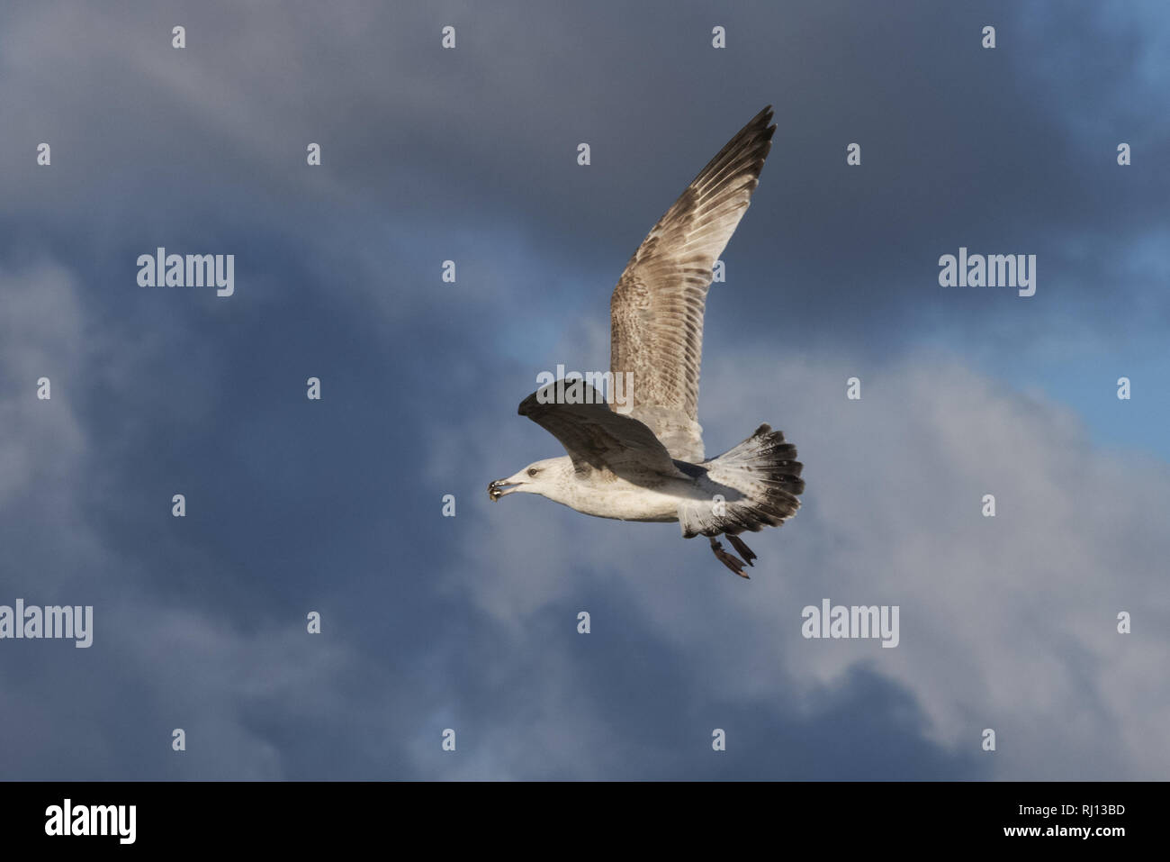 Flying aringa gabbiano (Larus argentatus) con un guscio di mitili nel suo becco su un Mar Baltico beach, Meclemburgo-Pomerania, Germania Foto Stock