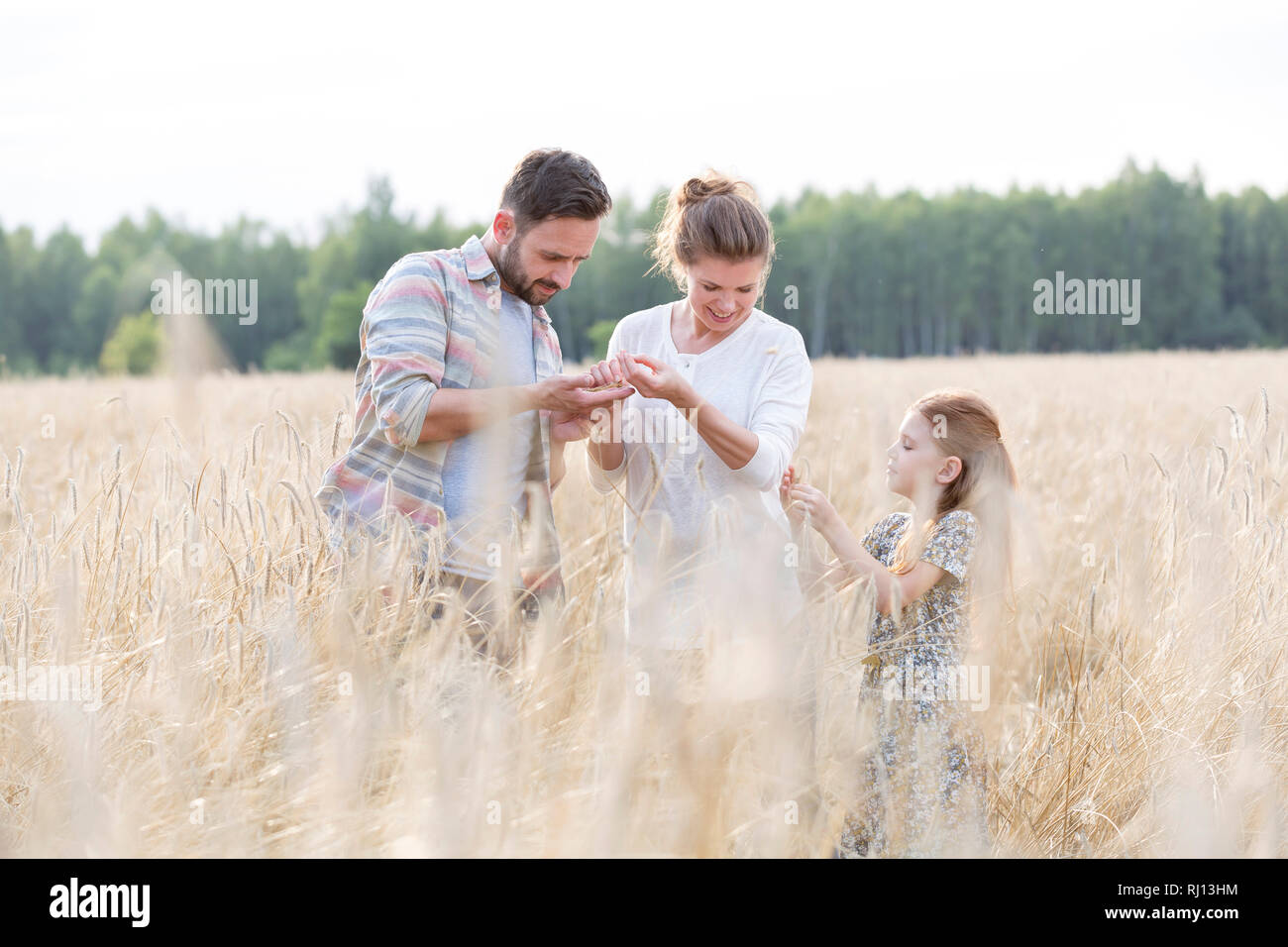 Famiglia esaminando le coltivazioni di grano presso l'azienda Foto Stock