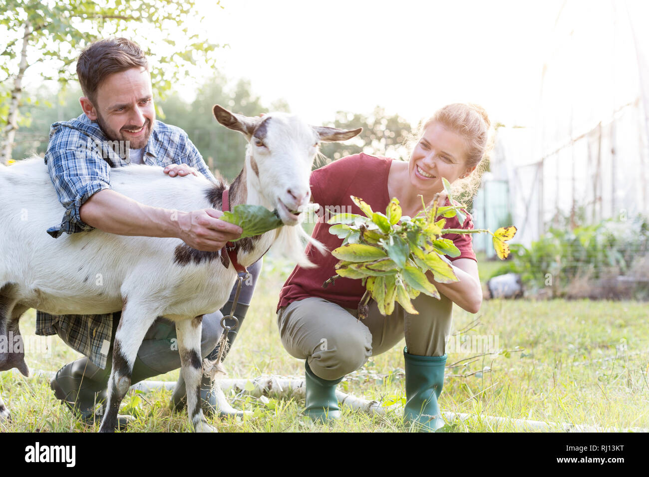 Coppia felice alimentazione di capra su erba presso l'azienda Foto Stock