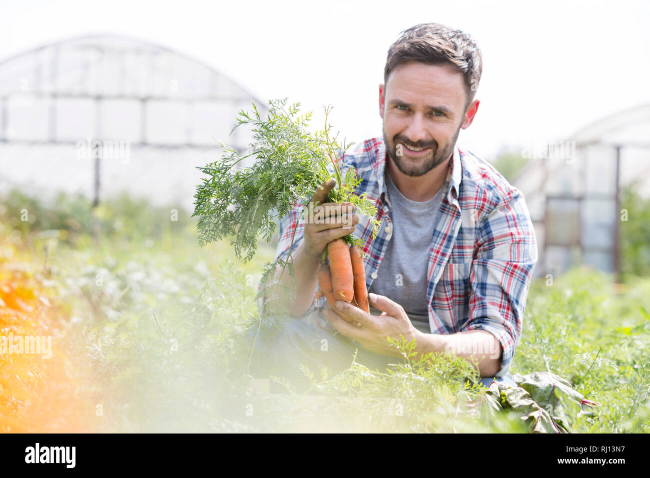 Ritratto di sorridere metà adulto agricoltore carote di raccolta presso l'azienda Foto Stock
