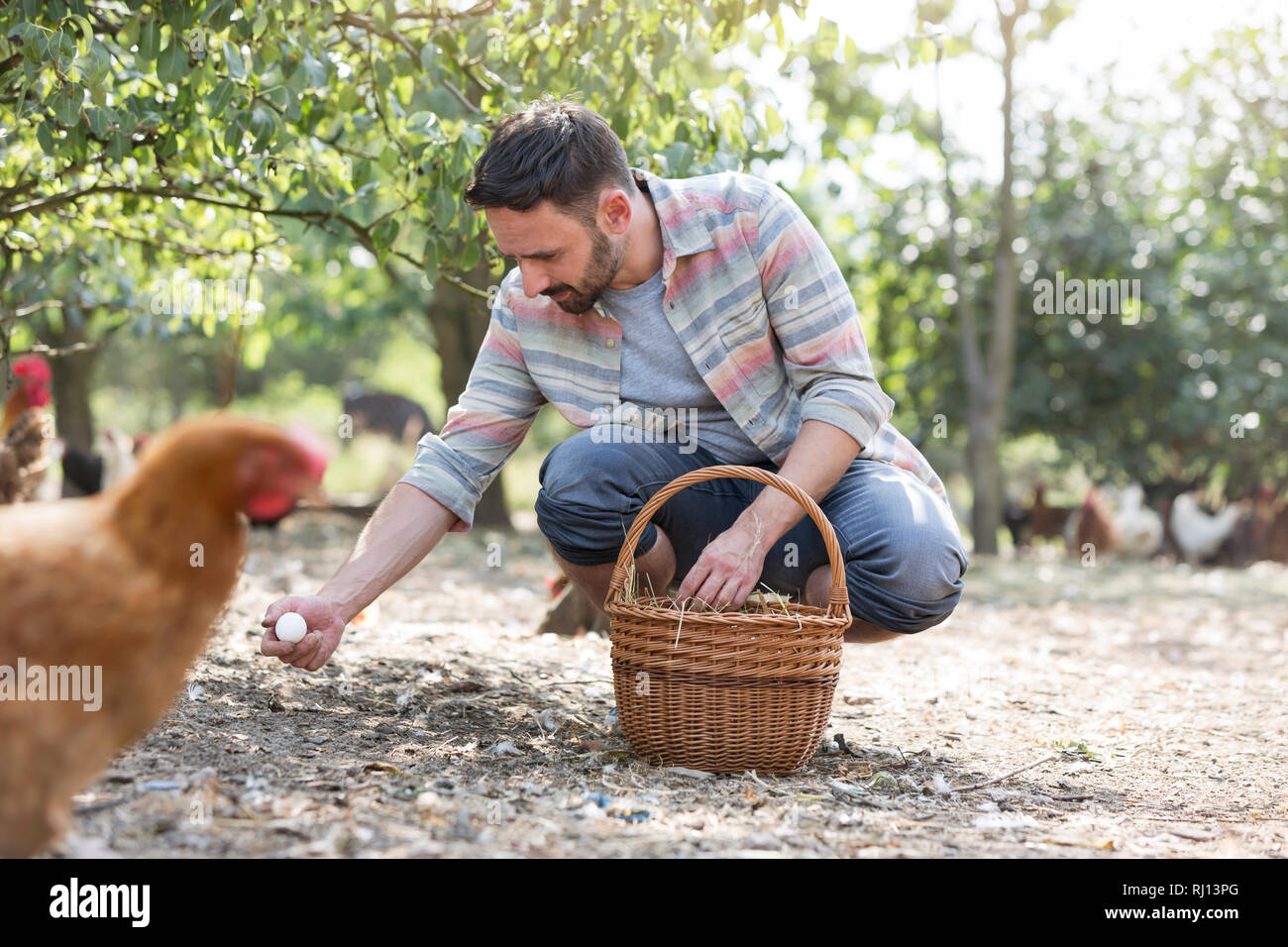 Metà uomo adulto raccogliere le uova nel paniere su campo in fattoria Foto Stock