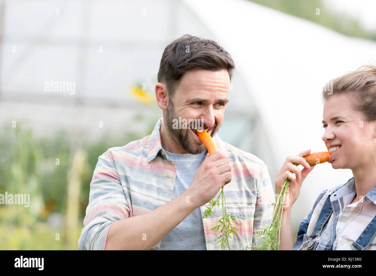 Coppia felice di mangiare fresche carote organico a livello di azienda Foto Stock