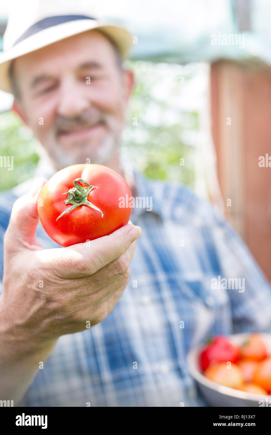 Primo piano della l'agricoltore che detiene il pomodoro fresco presso l'azienda Foto Stock