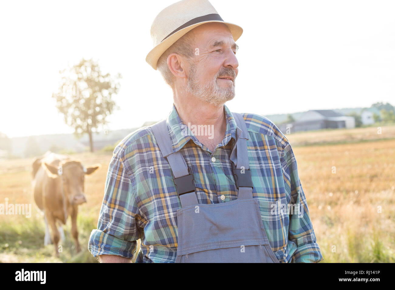 Riflessivo agricoltore senior in piedi contro la mucca sul campo a livello di azienda Foto Stock