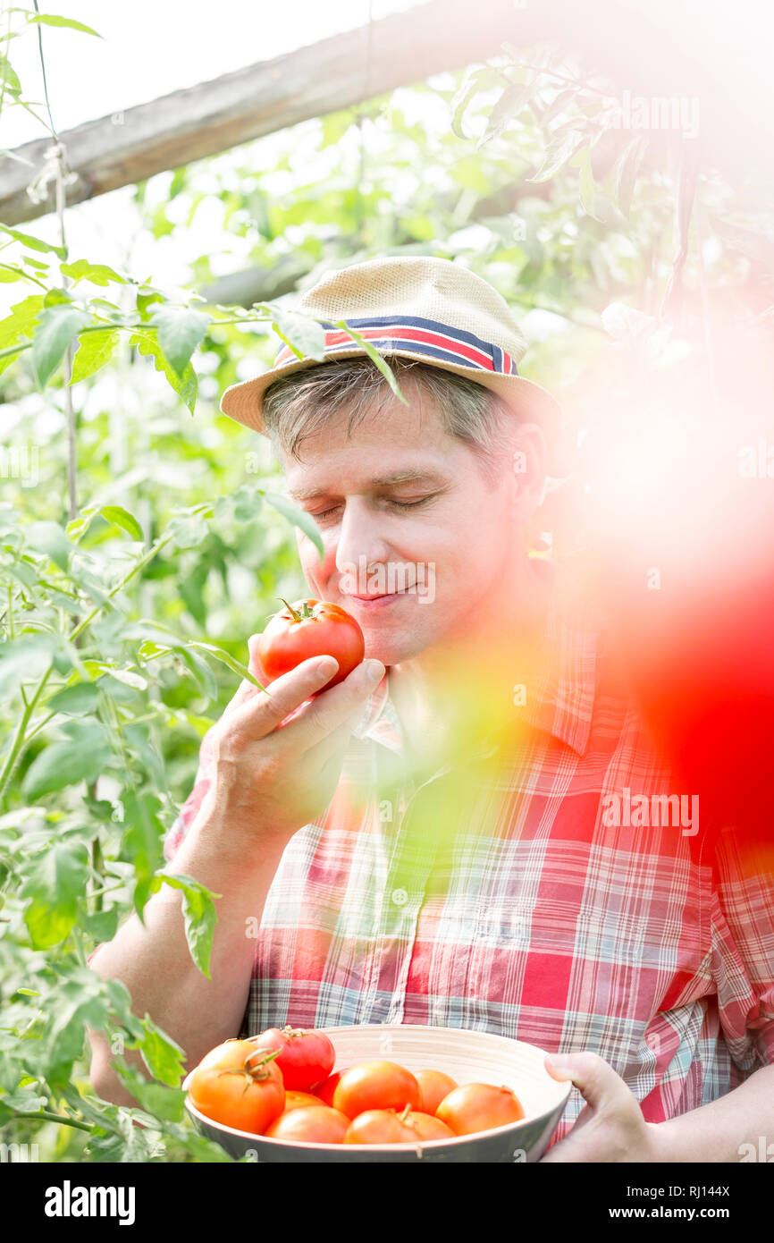 Agricoltore odore di pomodoro fresco durante la raccolta presso l'azienda Foto Stock