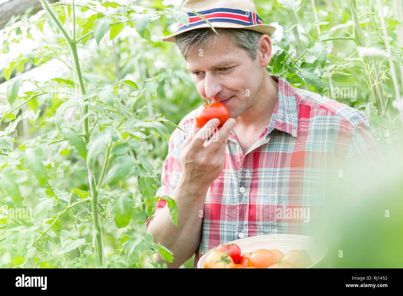 Coppia agricoltore odore fresco pomodori organico a livello di azienda Foto Stock