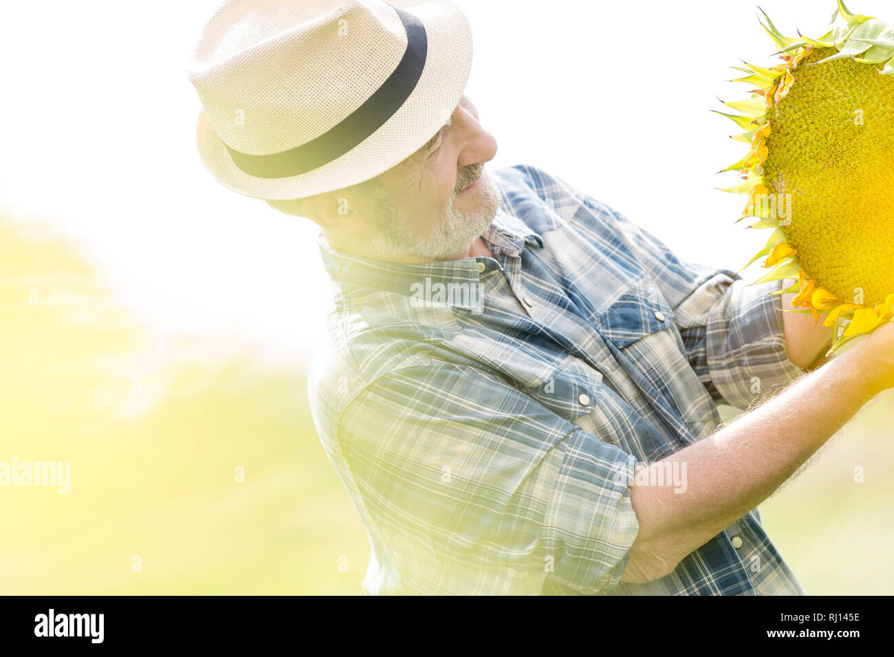 Senior agricoltore cercando di impianto di semi di girasole in crescita in fattoria Foto Stock