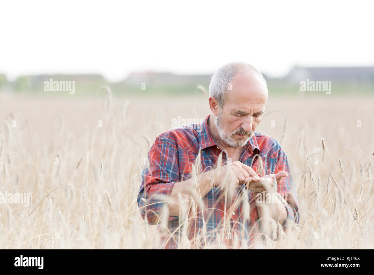 Senior agricoltore esaminando le coltivazioni di grano presso l'azienda Foto Stock