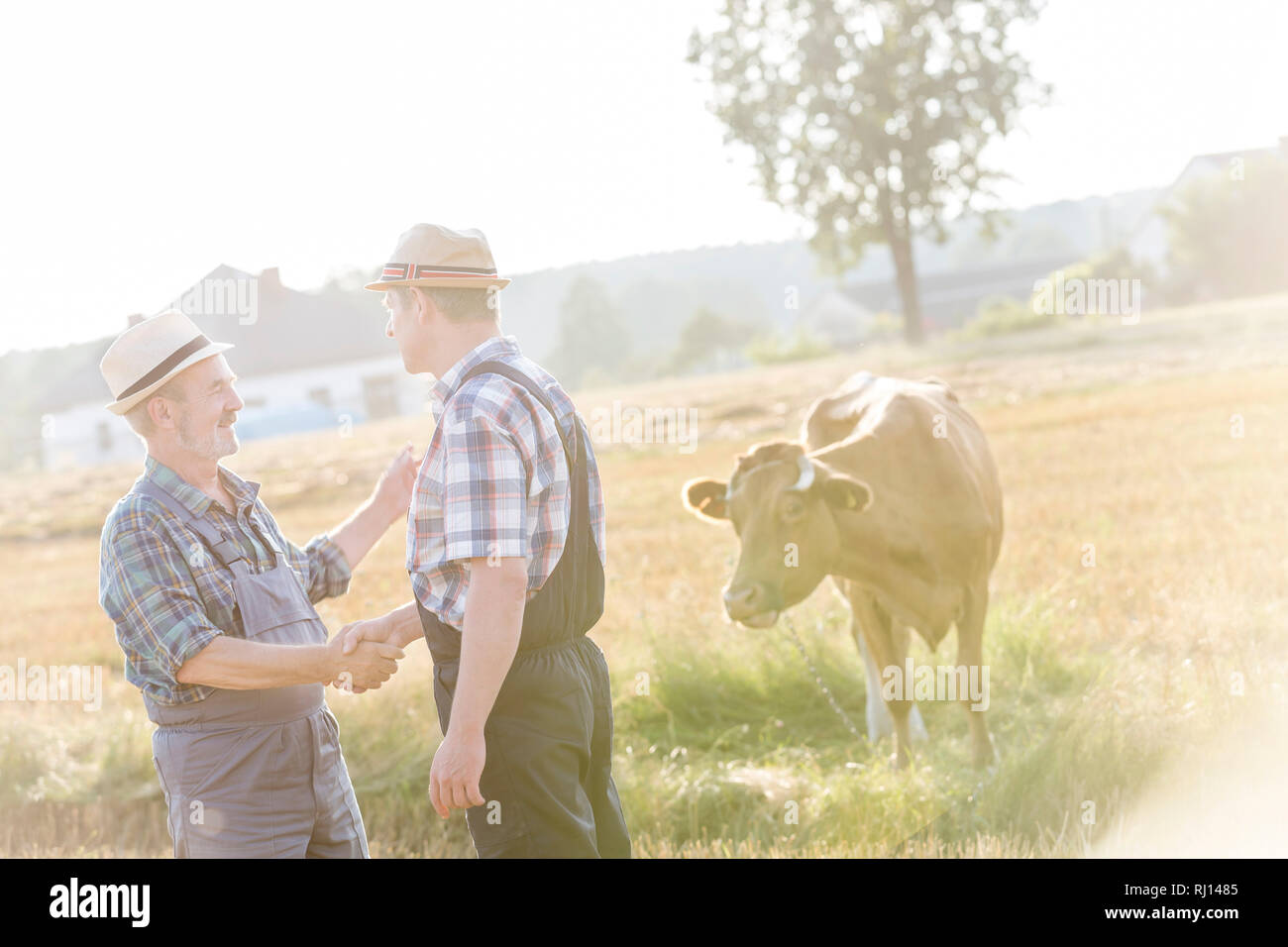 Saluto gli agricoltori agitando mani da vacca a farm Foto Stock