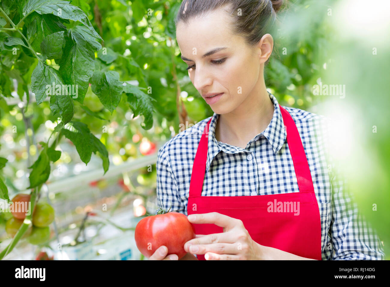 Allevatore serio esame organico fresco il pomodoro in serra Foto Stock