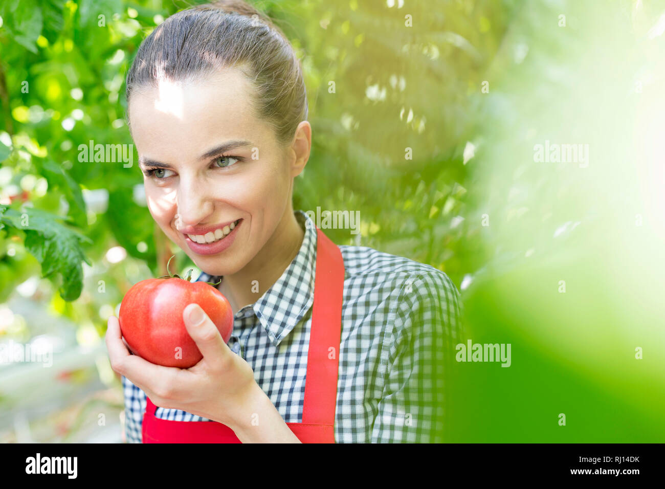 Sorridente imprenditore tenendo fresche biologiche il pomodoro in serra Foto Stock
