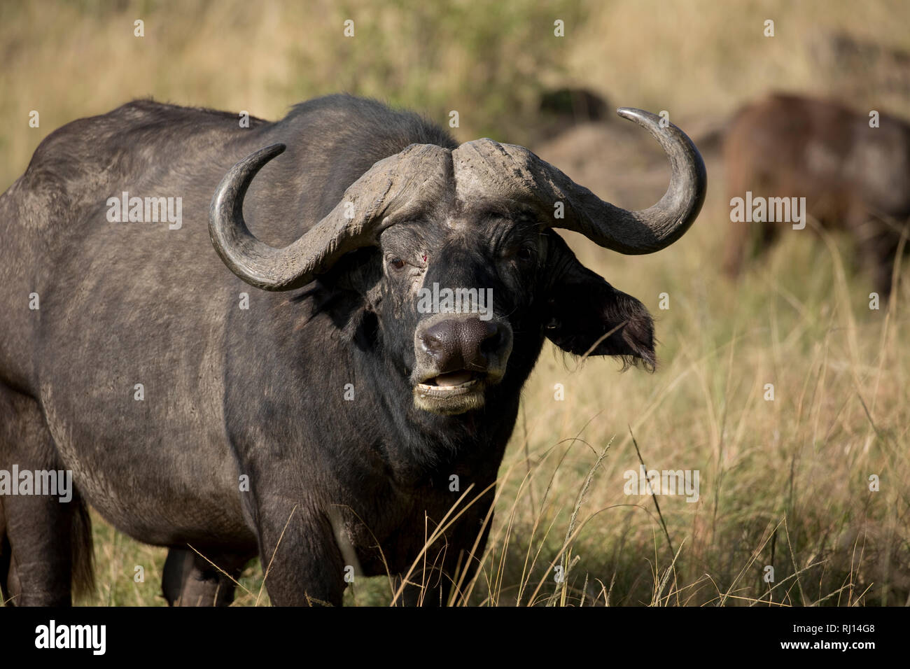 Bufalo africano, chiusura del grande maschio, in piedi nella prateria, Syncerus caffer, il Masai Mara riserva nazionale, Kenya Foto Stock