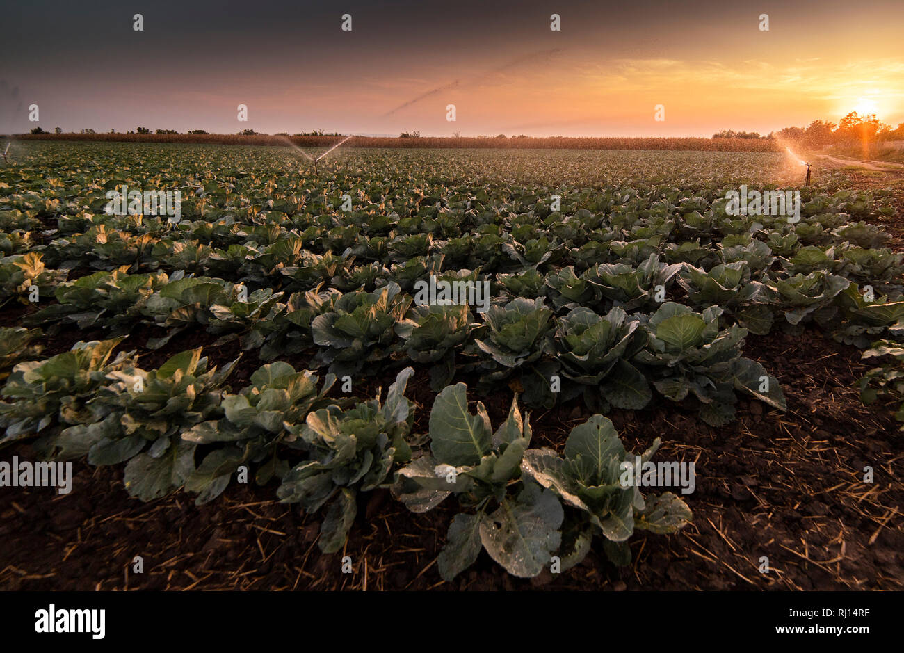 Sistema di irrigazione per l'irrigazione di Campo di cavolo cappuccio Foto Stock