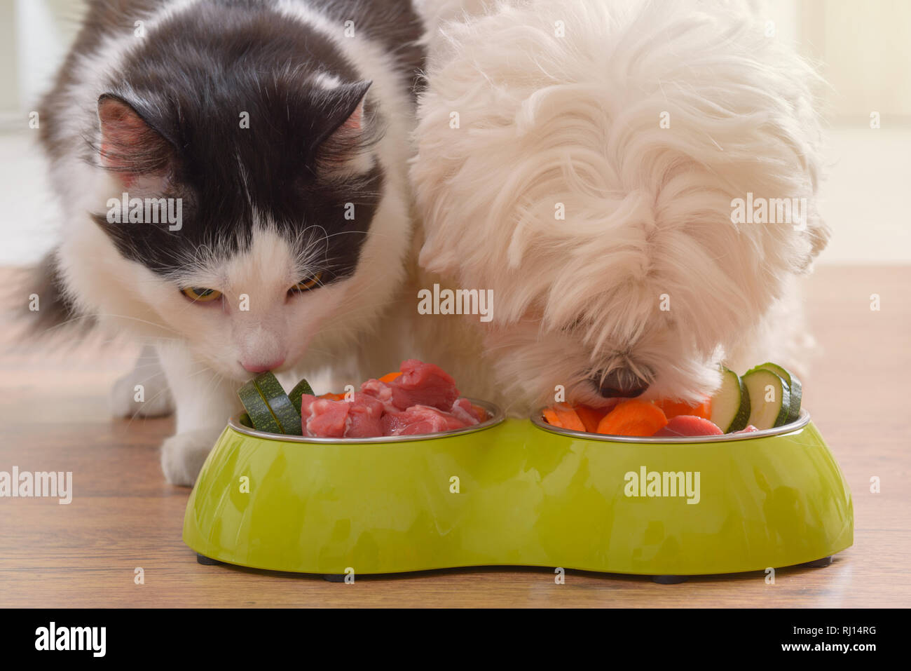 Piccolo Cane Maltese E In Bianco E Nero Cat Mangiare Naturale Cibo