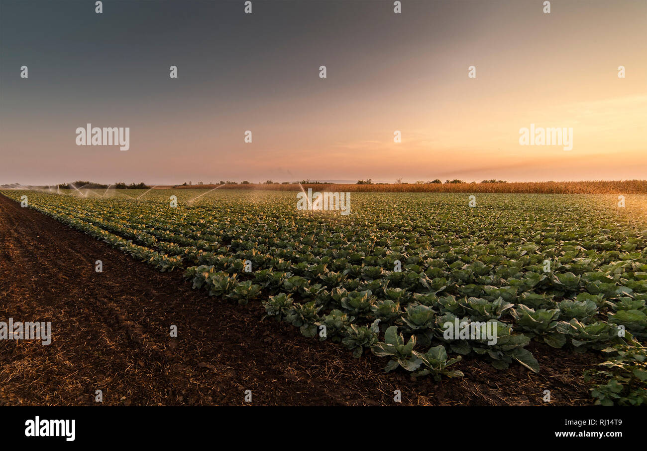Sistema di irrigazione per l'irrigazione di Campo di cavolo cappuccio Foto Stock