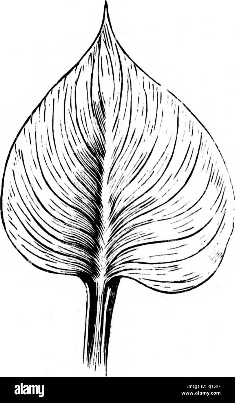 Gli elementi strutturali di botanica microformati : con particolare riferimento allo studio delle piante canadese : a cui è stata aggiunta una selezione delle prove d'esame. Anatomia vegetale; botanica; Botanique; Botanique