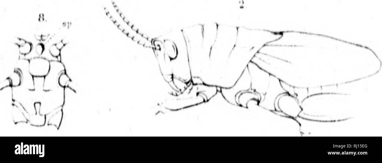 . Sinossi del Acrididae del Nord America [microformati]. Acridiidae; Orthoptera; insetti; AcrididÃ©s; OrthoptÃ¨res; Insectes. V. 3 C-rOl StISV OT 7FS ' â¢vNaF.-i.--'j-r .X !â"' J A X ^ &lt; ,/- â ¢.â. 10. ho^A-N J^' JSk ^^r^^- mi'^^-^ â : â â¢â &lt; ^ un 'â ' v::â. Si prega di notare che queste immagini vengono estratte dalla pagina sottoposta a scansione di immagini che possono essere state migliorate digitalmente per la leggibilità - Colorazione e aspetto di queste illustrazioni potrebbero non perfettamente assomigliano al lavoro originale. Thomas, Ciro 1825-1910. [S. l. : S. n. ] Foto Stock