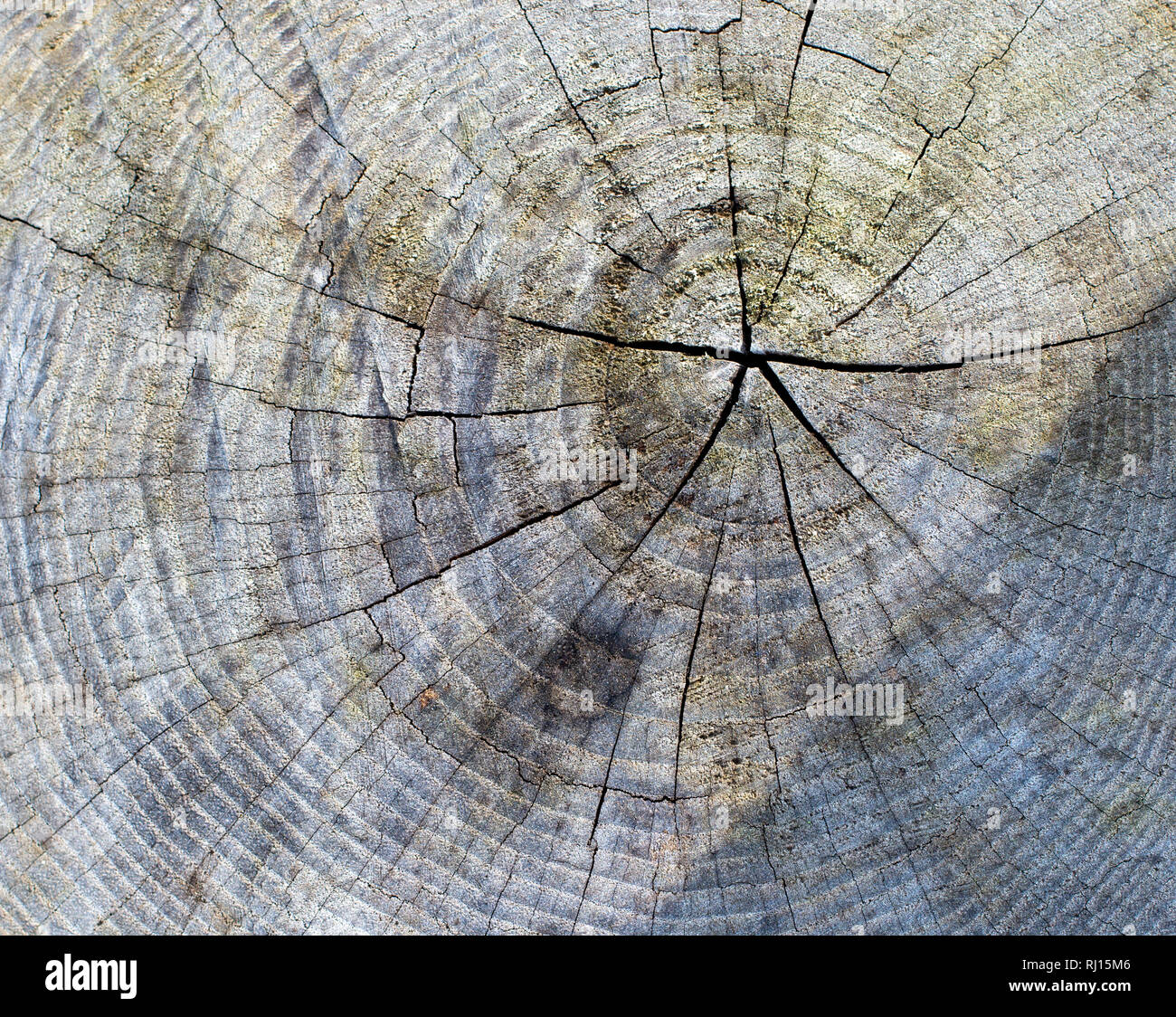 Albero a snodo sfondo texture Foto Stock