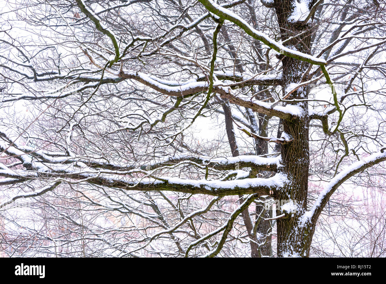 Alberi coperti nella fitta neve fresca a Göteborg, Svezia Foto Stock