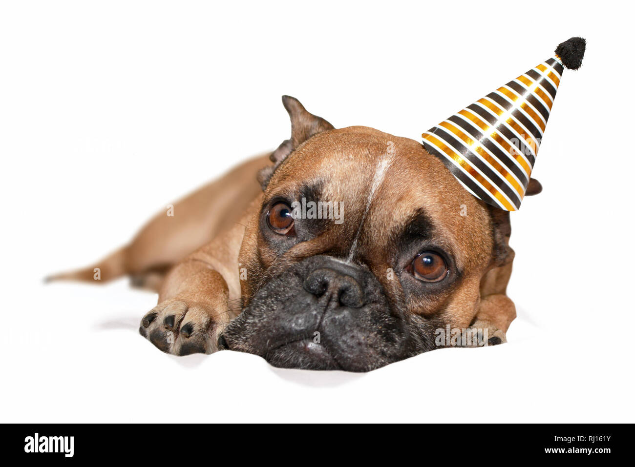 Carino piccolo bulldog francese cane con nero e oro parte nuovo anno o festa di compleanno hat sulla testa giacente su sfondo bianco Foto Stock