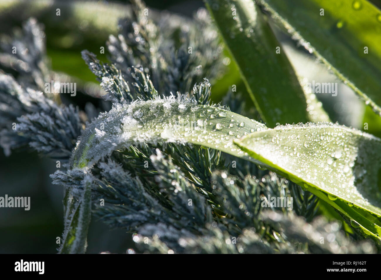 Gioiello come cristalli di ghiaccio formando su foglie Foto Stock