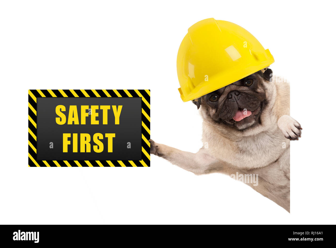 Frolic sorridente pug cucciolo di cane con costruttore giallo casco, tenendo premuto fino in bianco e nero e giallo la sicurezza prima di tutto segno bordo, isolato su sfondo bianco Foto Stock