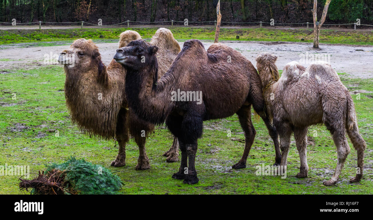 Bellissimo ritratto di famiglia di cammelli bactrian in diversi colori, animali addomesticati dall Asia Foto Stock