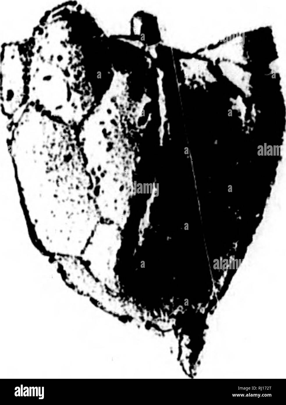 . North American geologia e paleontologia per l'uso di dilettanti, studenti e scienziati [microformati]. Paleontologia; Paleontologia, Geologia; Paléontologie; Paléontologie; Géologie. 256 ECHINODERMA TA. [HYB.- lot. KlO. 342.-Hyhocy- stites probleinaticiis. Hybocystites, Wetherby, 1880, Jour. Cin. Soc. Nat. Hist., vol. 3, p. 150. [Ety. hubo", liumpbacked; kmtis, vescica.] calice come Hybocrinus, e l'ordine di disposizione delle due serits delle piastre è tlie stesso, ma dis- tinguished da hav- ing tre braccio-come proiezioni e due o più bracci in posizione supina con ambula- cral apertura centrale; dal Foto Stock