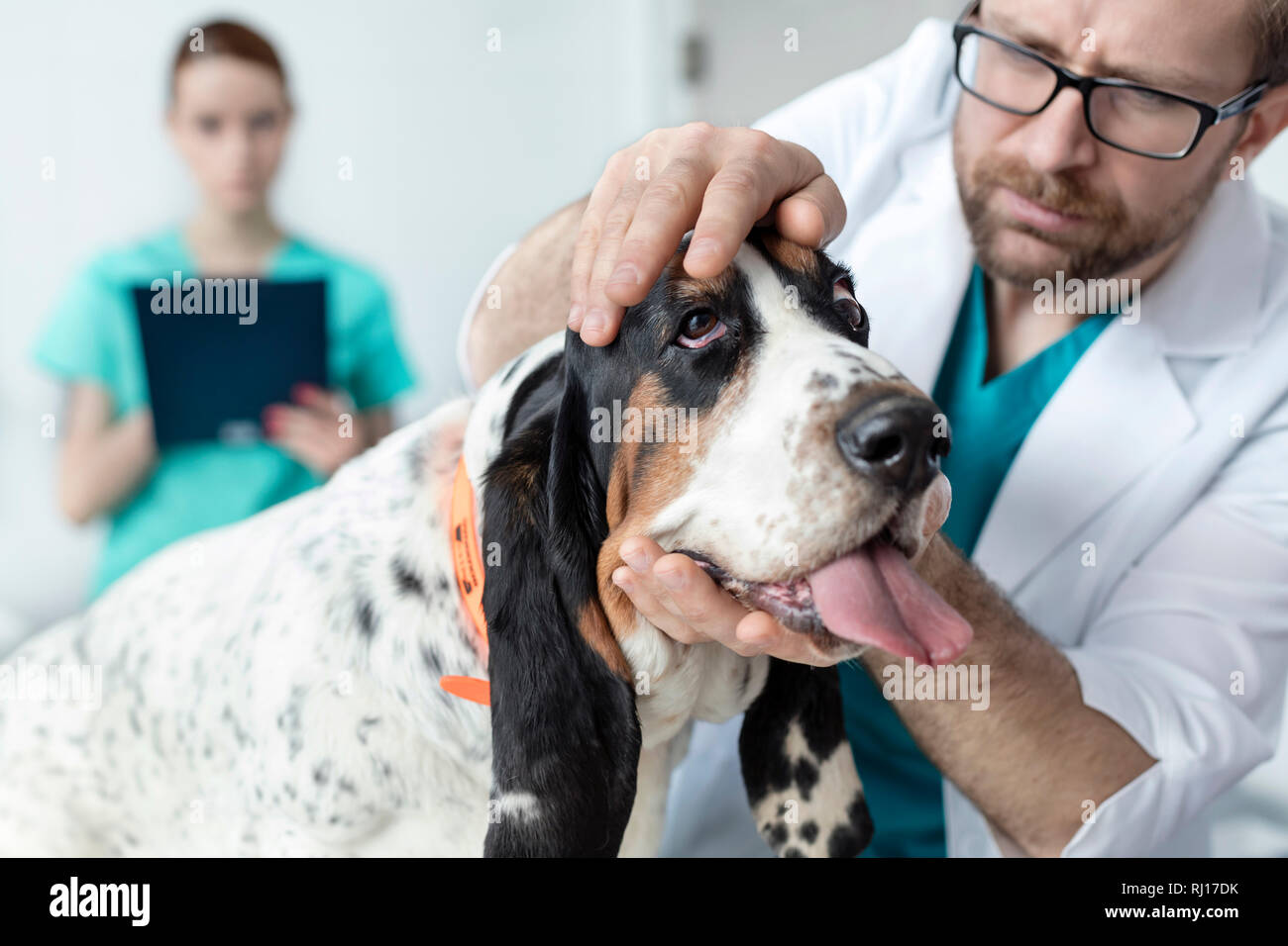 Vista dettagliata del medico esaminando cane in clinica veterinaria Foto Stock