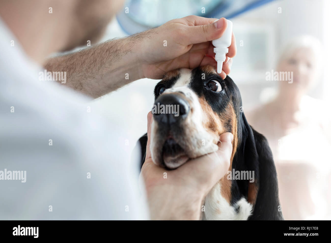 Vista dettagliata del medico versando gocce per gli occhi nel cane occhio alla clinica veterinaria Foto Stock