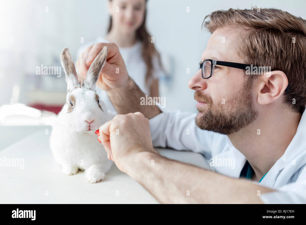 Vista dettagliata del medico esaminando il coniglio sul letto in clinica veterinaria Foto Stock