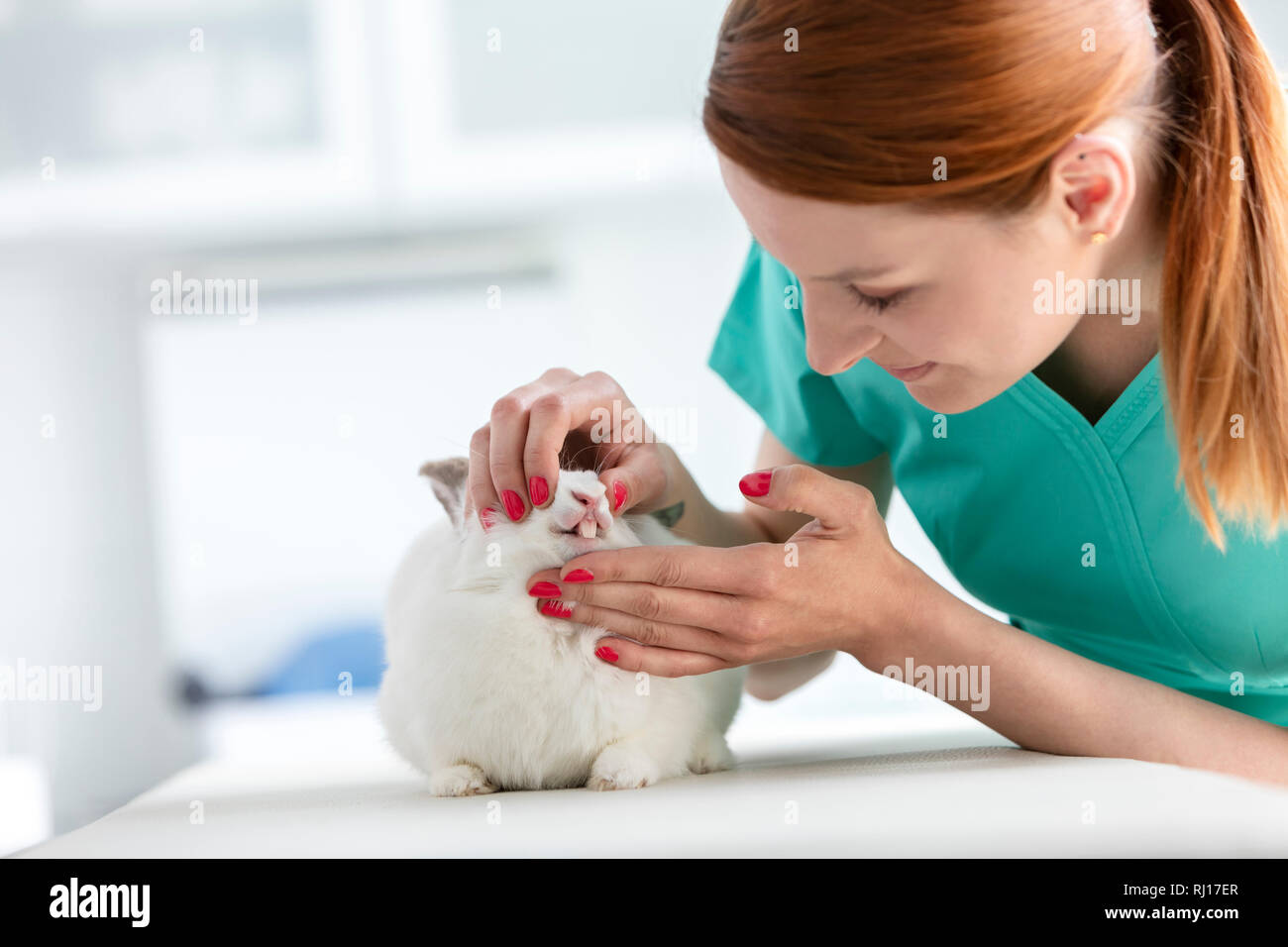 Primo piano del giovane medico esaminando coniglio denti in clinica veterinaria Foto Stock